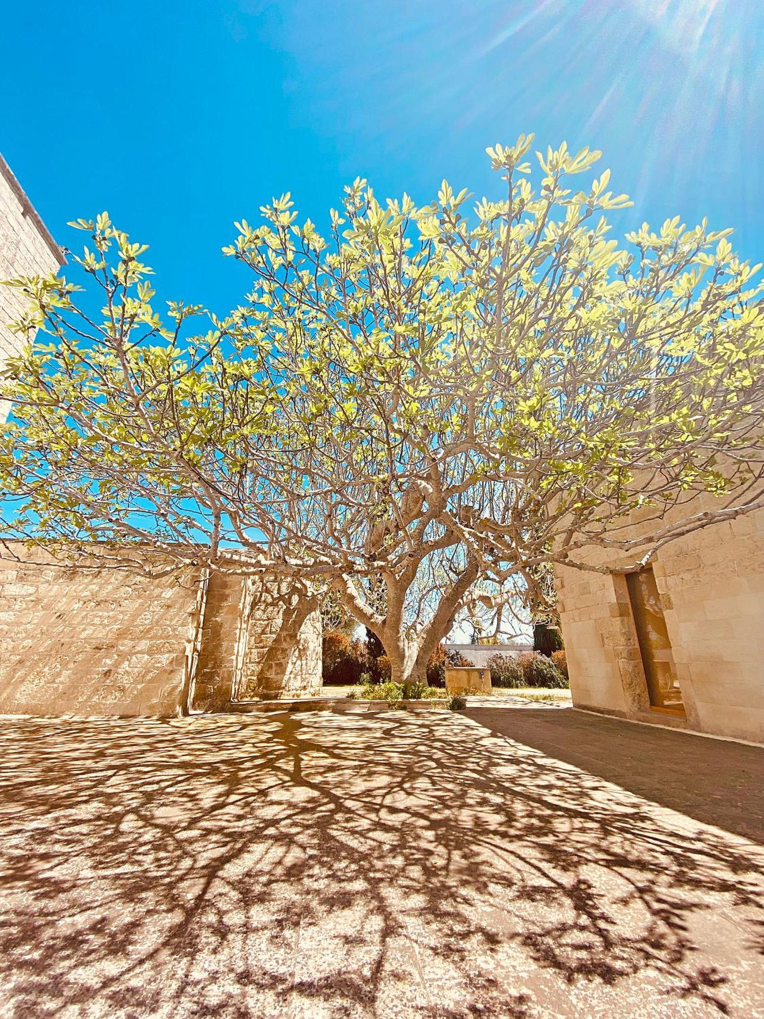 Masseria La Millenaria سان فوكا المظهر الخارجي الصورة